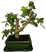 Acerola - Malpighia glabra - tropická barbadosská třešeň 248