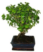 Pokojová bonsai - Sagerethia thea 452kwe