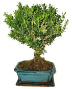 Buxus harlandi - korkový buxus -  762