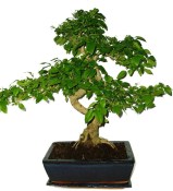Ligustrum chinensis ptačí zob 433kwe