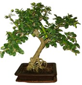 Acerola - Malpighia glabra - tropická barbadosská třešeň 248