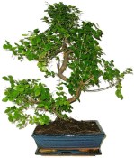 Pokojová bonsai - Sagerethia thea 452kwe