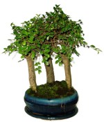 Zelkova 488 - stromořadí - pokojová bonsaj 