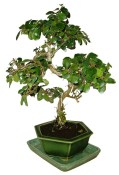 Grewia occidentalis - Hvězdice levandulová 461