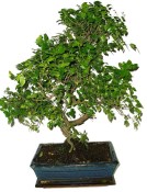 Pokojová bonsai - Sagerethia thea 452kwe