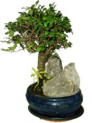 Zelkova 391 - pokojové bonsaje 