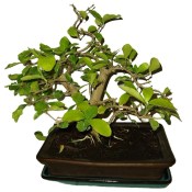 Acerola - Malpighia glabra - tropická barbadosská třešeň 463