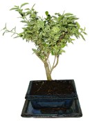 Ligustrum chinensis ptačí zob 433kwe