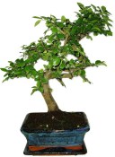 Zelkova 391 - pokojové bonsaje 