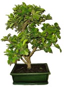 Acerola - Malpighia glabra - tropická barbadosská třešeň 464