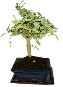 Ligustrum chinensis ptačí zob 433kwe