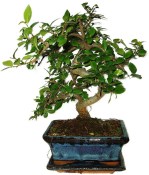 Zelkova 391 - pokojové bonsaje 