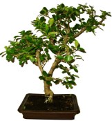 Acerola - Malpighia glabra - tropická barbadosská třešeň 465