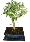 Ligustrum chinensis ptačí zob 433kwe