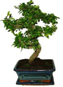 Zelkova 391 - pokojové bonsaje 