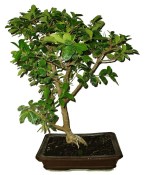 Acerola - Malpighia glabra - tropická barbadosská třešeň 466