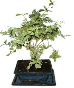 Ligustrum chinensis ptačí zob 433kwe
