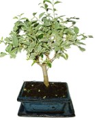 Ligustrum chinensis ptačí zob 433kwe