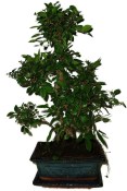 Serissa foetida - strom tísíce hvězd 387