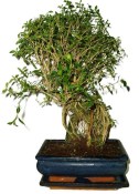 Serissa foetida - strom tísíce hvězd 426