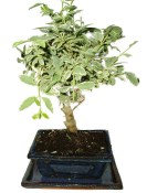 Ligustrum chinensis ptačí zob 433kwe