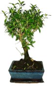 Serissa foetida - strom tísíce hvězd 387