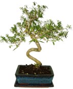 Serissa foetida - strom tísíce hvězd 426