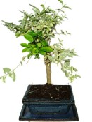 Ligustrum chinensis ptačí zob 433kwe