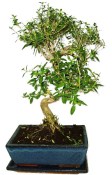 Serissa foetida - strom tísíce hvězd 426