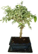 Ligustrum chinensis ptačí zob 433kwe