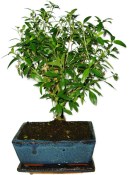 Serissa foetida - strom tísíce hvězd 387