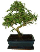Serissa foetida - strom tísíce hvězd 426