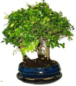 Pokojová bonsai - Sagerethia thea 452kwe