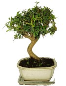Punica granatum - granátové jablíčko 214