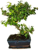 Pokojová bonsai - Sagerethia thea 452kwe