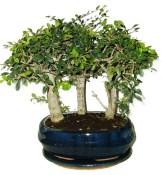 Zelkova 450kwe - pokojové bonsaje 