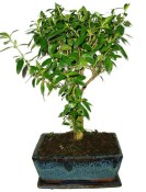 Serissa foetida - strom tísíce hvězd 387