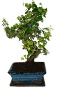 Pokojová bonsai - Sagerethia thea 452kwe
