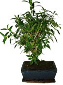 Serissa foetida - strom tísíce hvězd 387