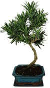 Podocarpus - Kamenný tis 755