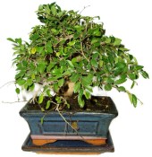 Zelkova 374 - pokojové bonsaje 