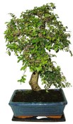 Zelkova 450kwe - pokojové bonsaje 