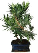Podocarpus - Kamenný tis 755