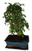 Zelkova 450kwe - pokojové bonsaje 