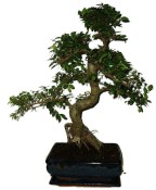 Serissa foetida - strom tísíce hvězd 387