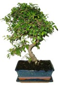 Zelkova 450kwe - pokojové bonsaje 
