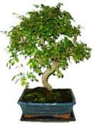 Zelkova 450kwe - pokojové bonsaje 