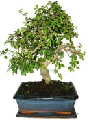 Zelkova 450kwe - pokojové bonsaje 