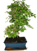 Zelkova 450kwe - pokojové bonsaje 