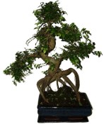 Serissa foetida - strom tísíce hvězd 387